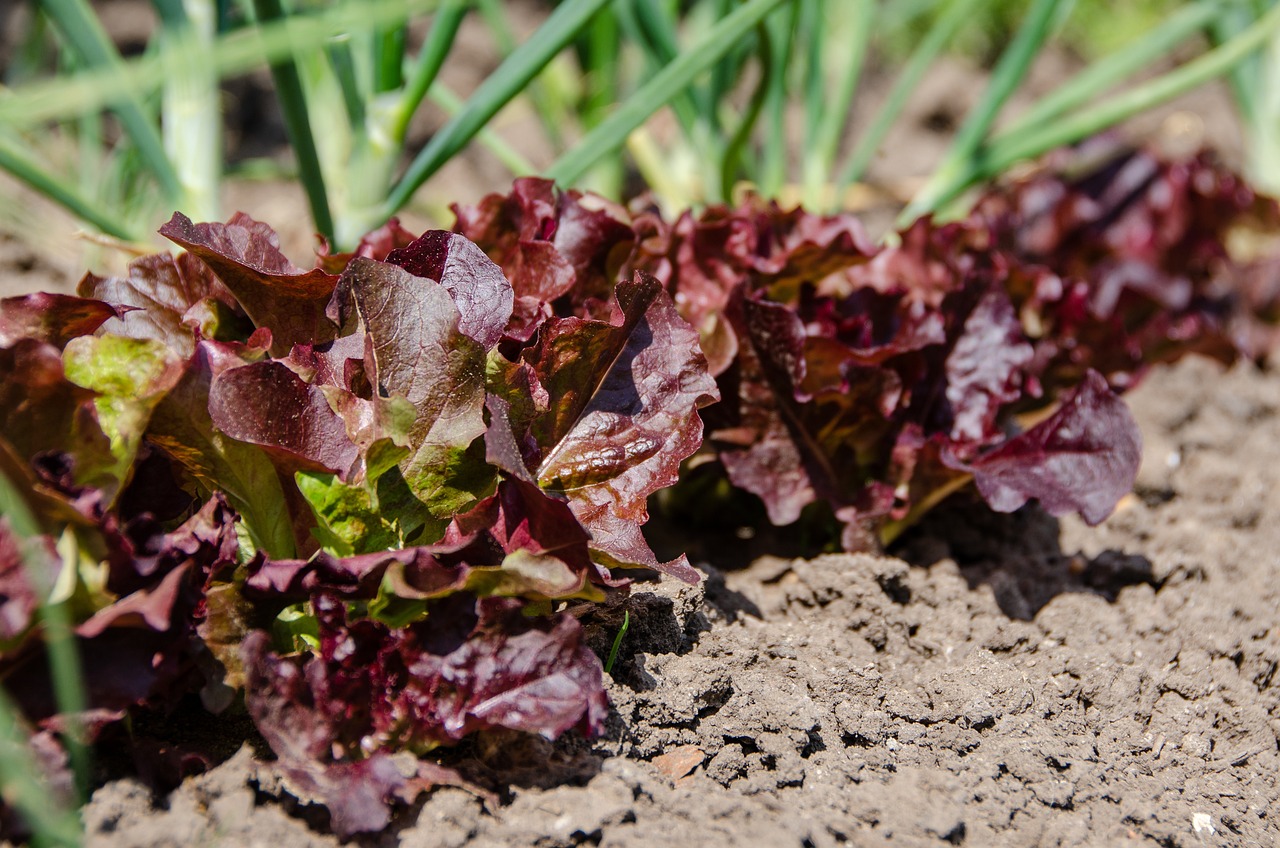 How to Create a Vegetable Patch in Your Backyard